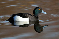 Tufted duck - Aythya fuligula