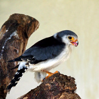 Pygmy falcon - Polyheirax semitorquatus