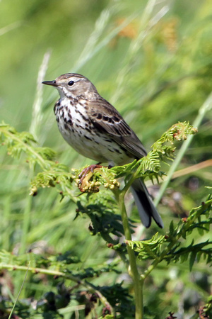 Meadow pipit - Anthus arvensis