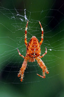 Garden spider - Araneus diadematus