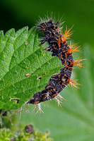 Comma caterpillar