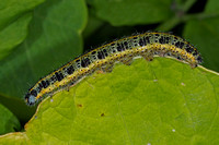 Large white caterpillar - Aporia crataegi