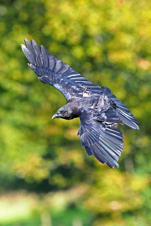 Carrion crow - Corvus corone