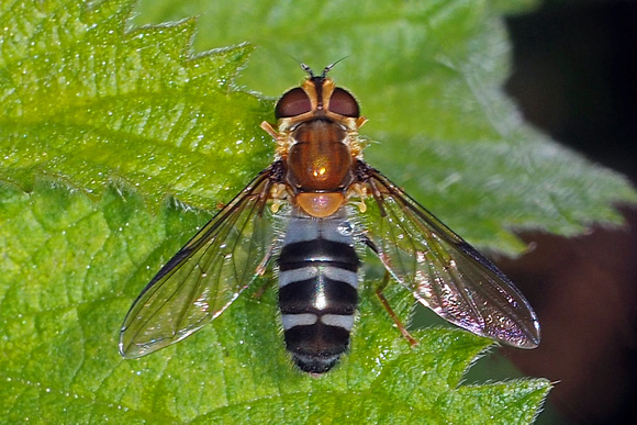 Hover fly - Leucozona glaucia