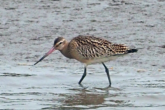 Bar tailed godwit - Limosa lapponica