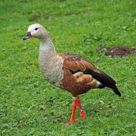 Orinoco goose - Speculanas specularis