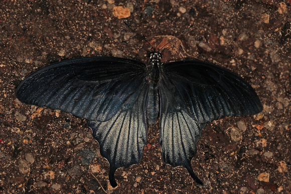 Large black swallowtail butterfly - Papilio polyxenes