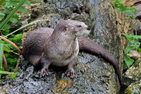 North American river otter - Lutra canadensis