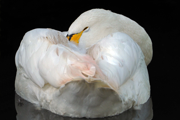 Bewick's swan - Cygnus columbianus