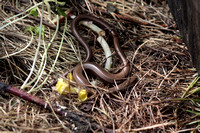 Slow worm - Anguis fragilis