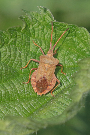 Squash bug - Coreous maginatus
