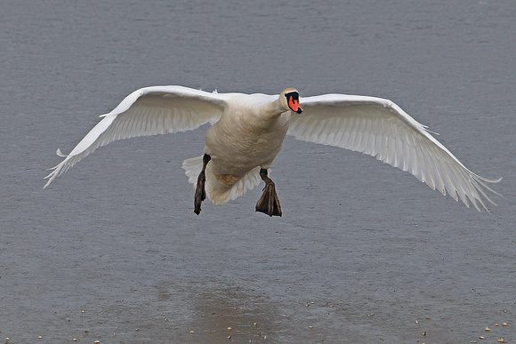 Mute swan - Cygnus olor