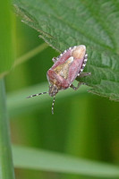 Sloe shied bug - Dolycoris baccarum