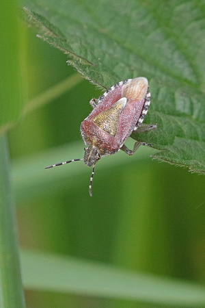 Sloe shied bug - Dolycoris baccarum