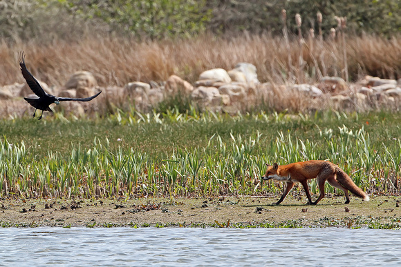 Fox -Vulpes vulpes