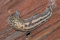 Leopard slug