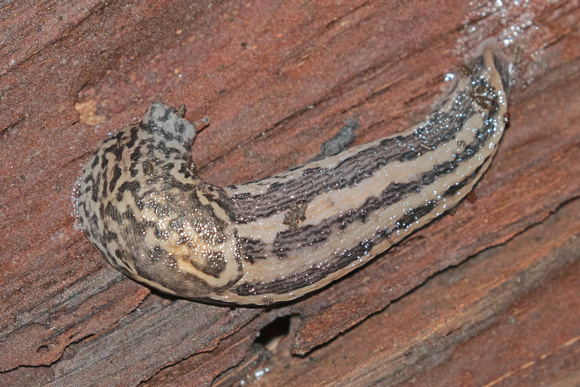 Leopard slug - Limax maximus