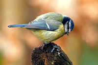 Blue tit - Cyanistes caeruleus