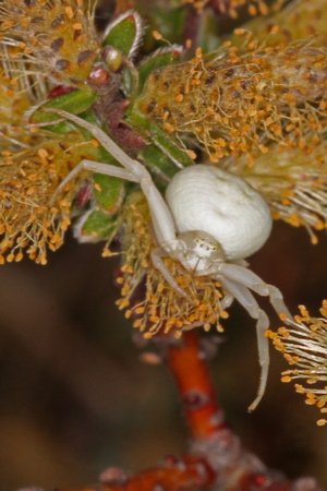 Crab spider - Misumena vatia