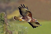 Common buzzard - Buteo buteo