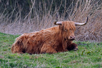 Highland cow - Bos taurus