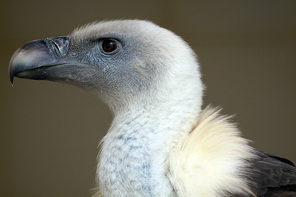 Andean condor - Vultur gryphus