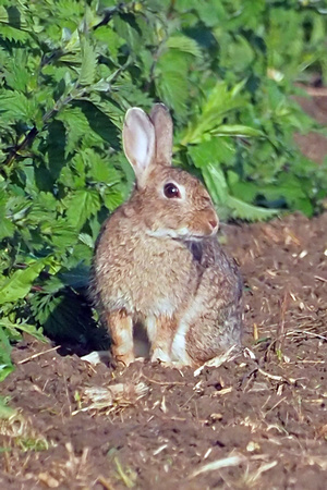 European hare - Lepus europaeus