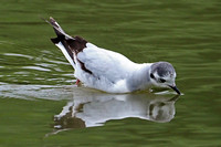 Little gull - Hydrocoloeus