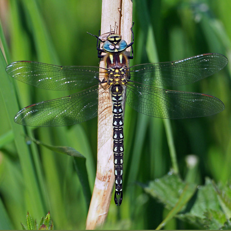 Hairy dragonfly - Brachytron pratense
