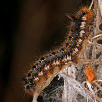 Drinker moth caterpillar - Euthrix potatoria