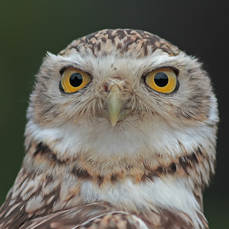 Burrowing owl - Athene cinicularia