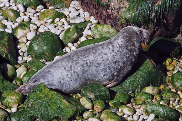 Grey seal - Halichoerus grypus