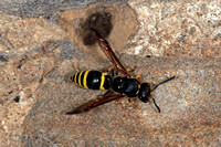 Mason wasp - Ancistrocerus nigricornis