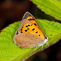 Small copper - Lycaena philaeas
