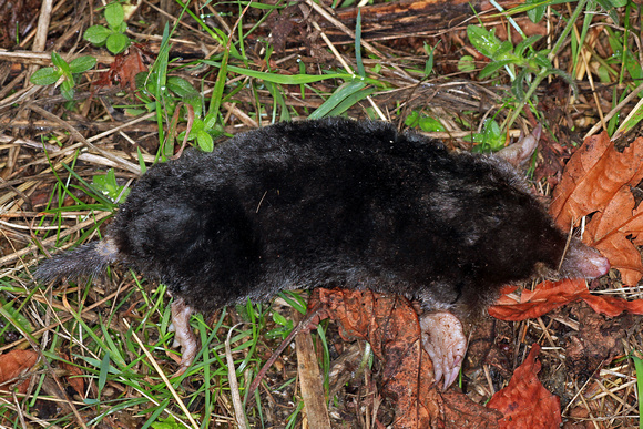 European mole - Talpa europaea