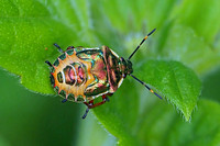 Bronze shield bug - Troilus luridus