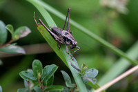 Dark bush cricket