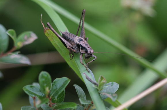Dark bush cricket - Pholidoptera griseoaptera