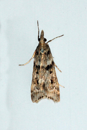 Micro moth - Eudonia lacustrata