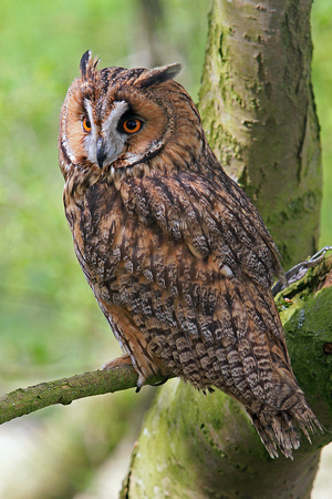 Long eared owl - Asio otus