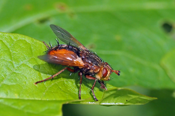 Tachina fly - Tachina fera