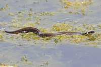 Grass snake - Natrix natrix