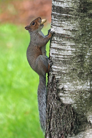 Grey squirrel - Scliurus carolinesis