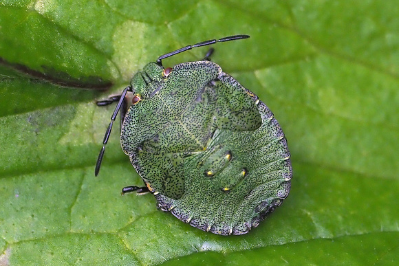 Green shield bug - Palomena prasina