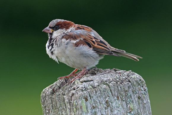 Sep 18 - House sparrow