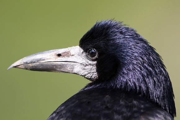 Rook - Corvus frugilegus