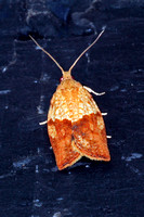 Micro moth - Epiphyas postvittana