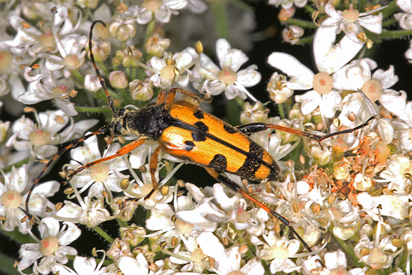 Longhorn beetle - Strangalia maculata