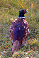 Common pheasant - Phasianus colchicus