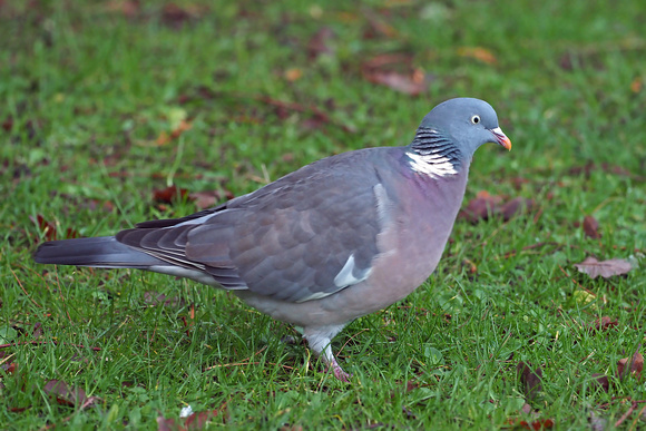 Wood pigeon - Columbus palambus